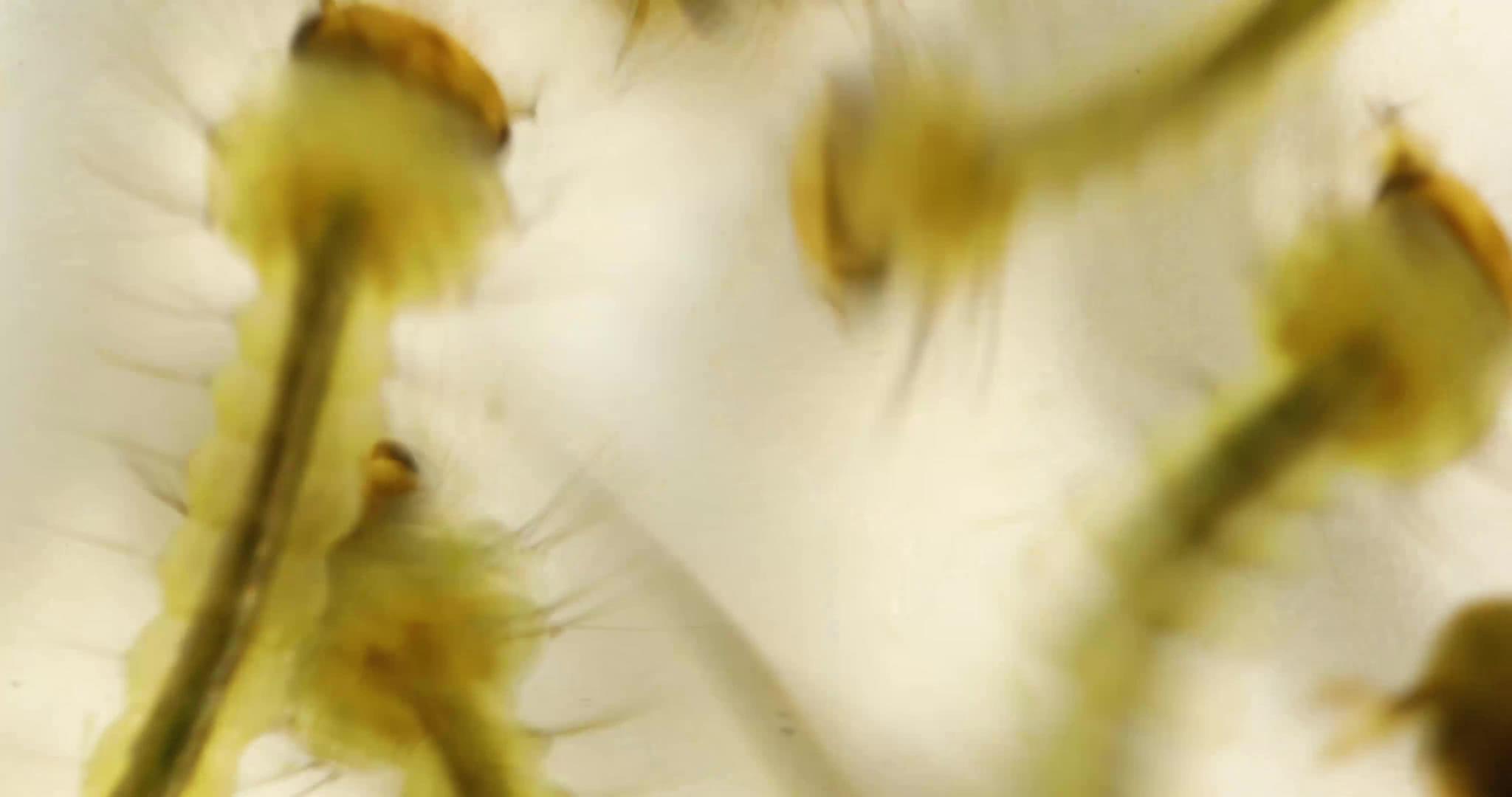 4x放大时的蚊子幼虫视频的预览图