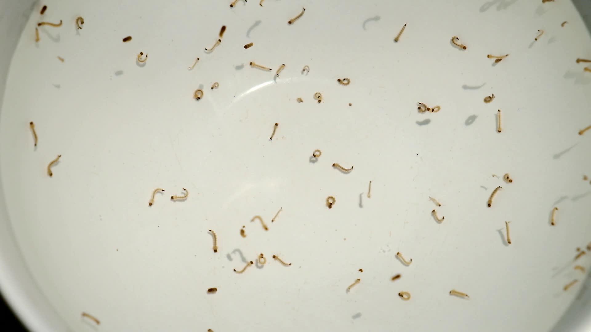 幼虫和幼虫在饮用水中静水中繁殖视频的预览图
