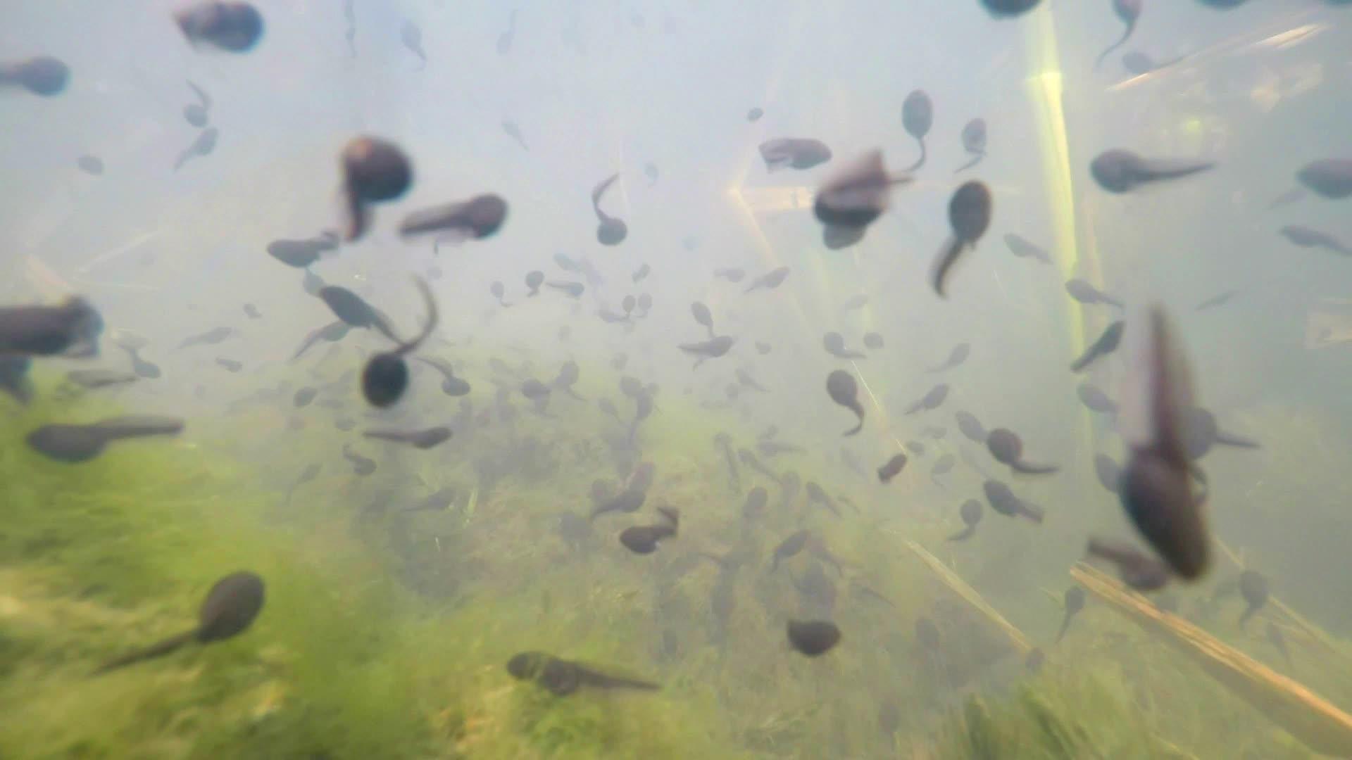 池塘水下花粉视频的预览图
