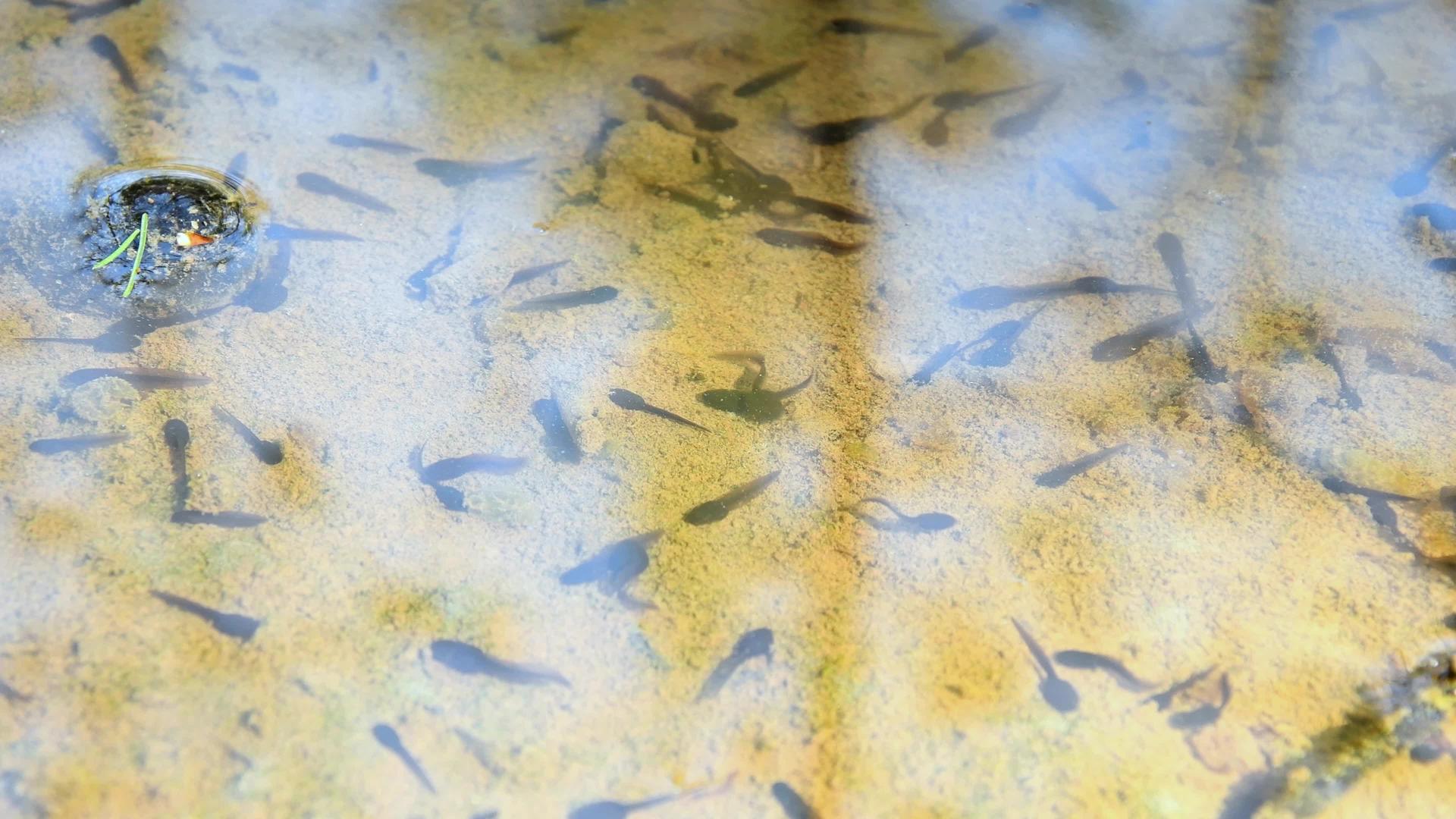春天在德国森林的池塘里视频的预览图