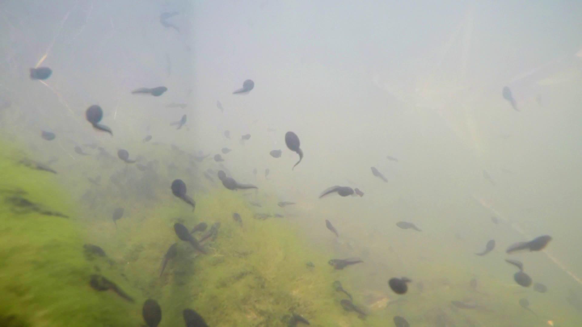 池塘水下花粉视频的预览图