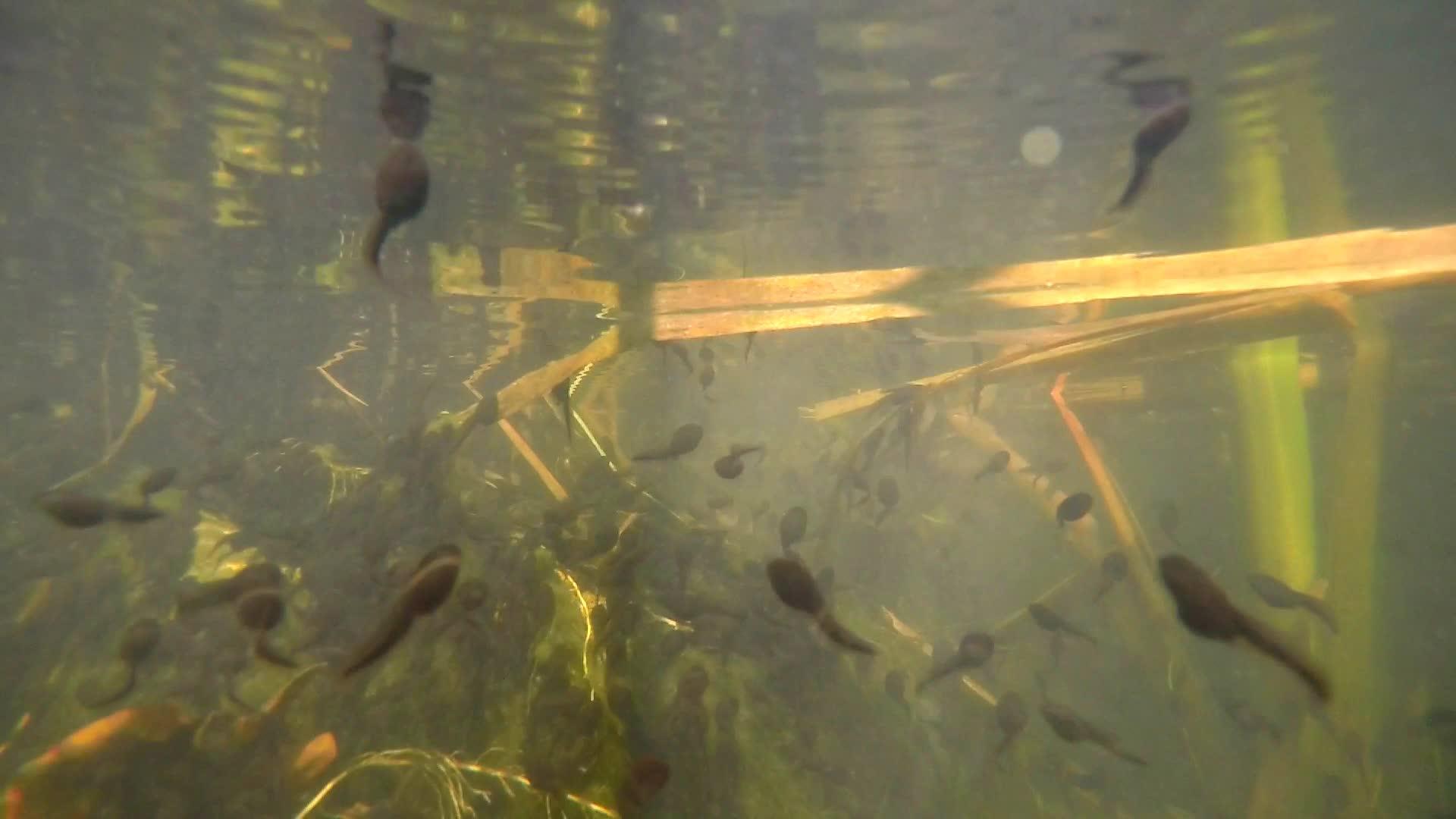 池塘里有德国常见的青蛙视频的预览图
