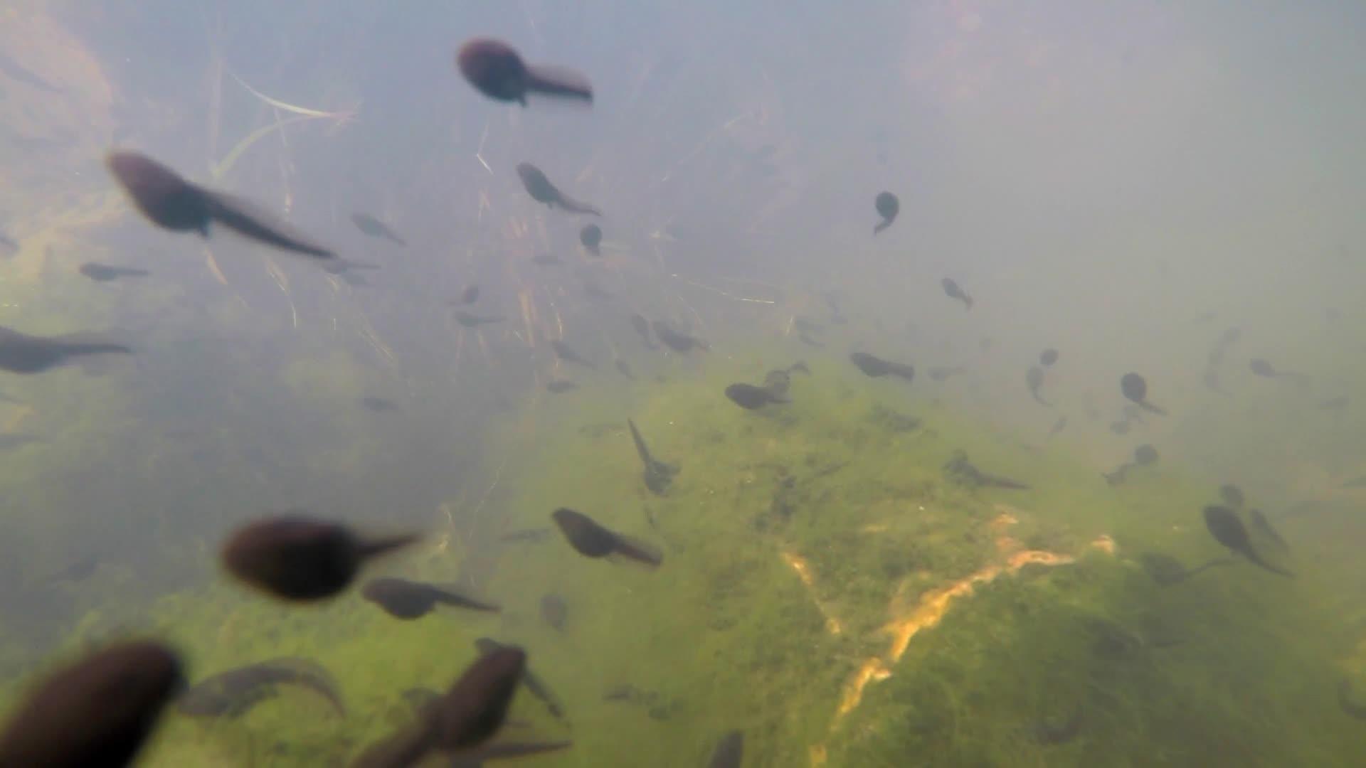 一种常见的花粉池塘视频的预览图