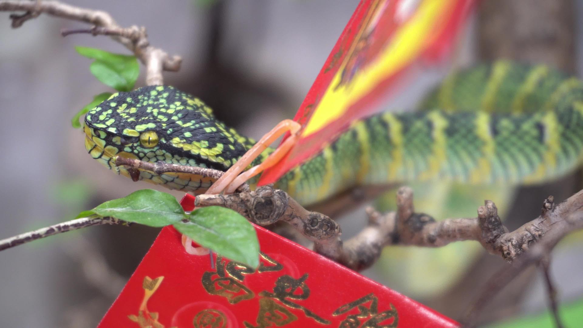 在蛇庙的红信封旁边的树枝上休息一下绿蛇视频的预览图
