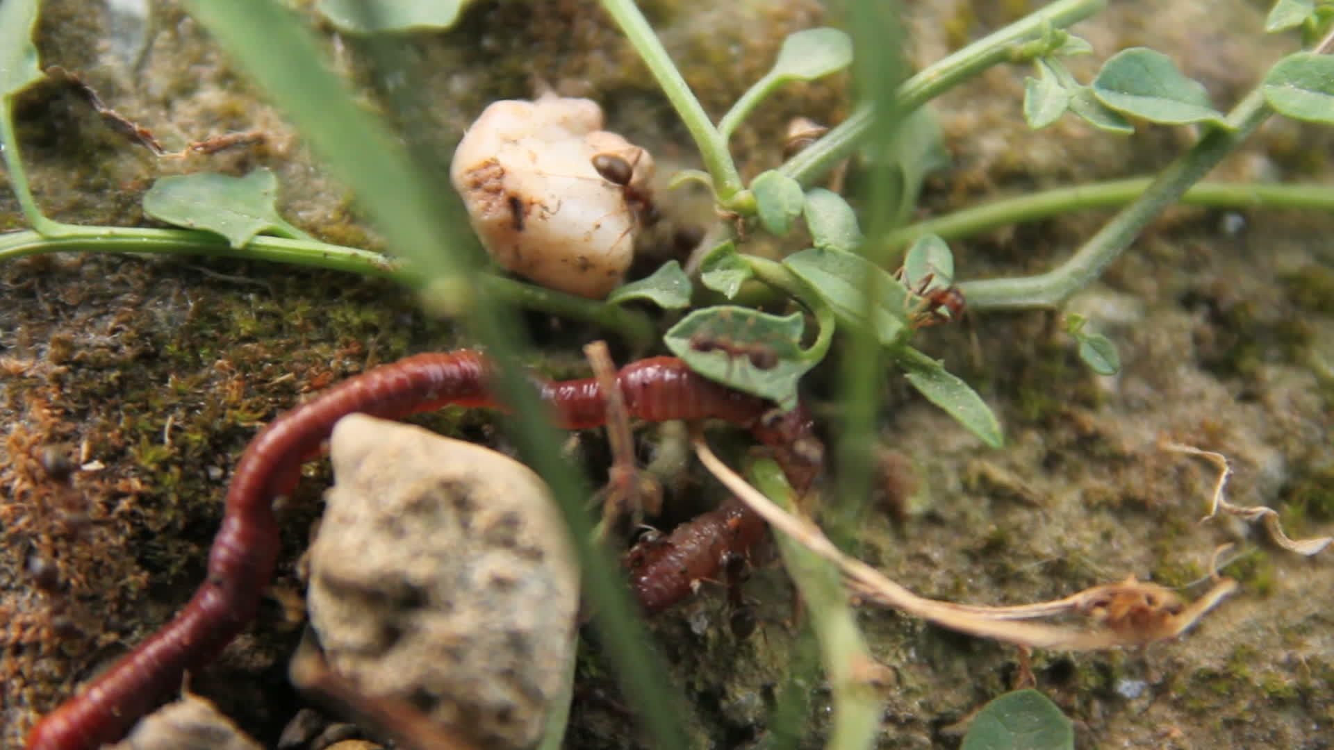 蚂蚁吃蠕虫视频的预览图