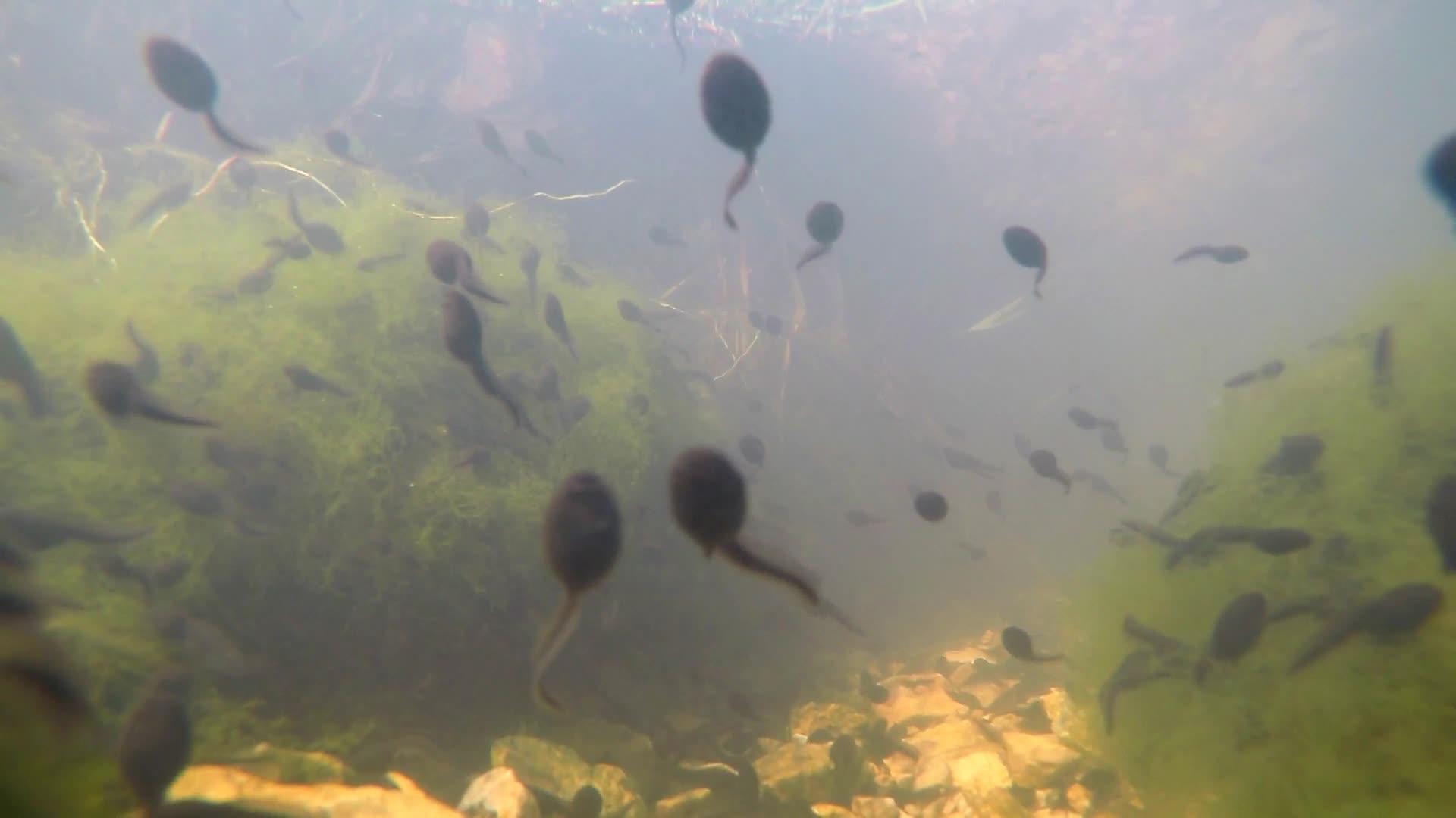 一种常见的花粉池塘视频的预览图