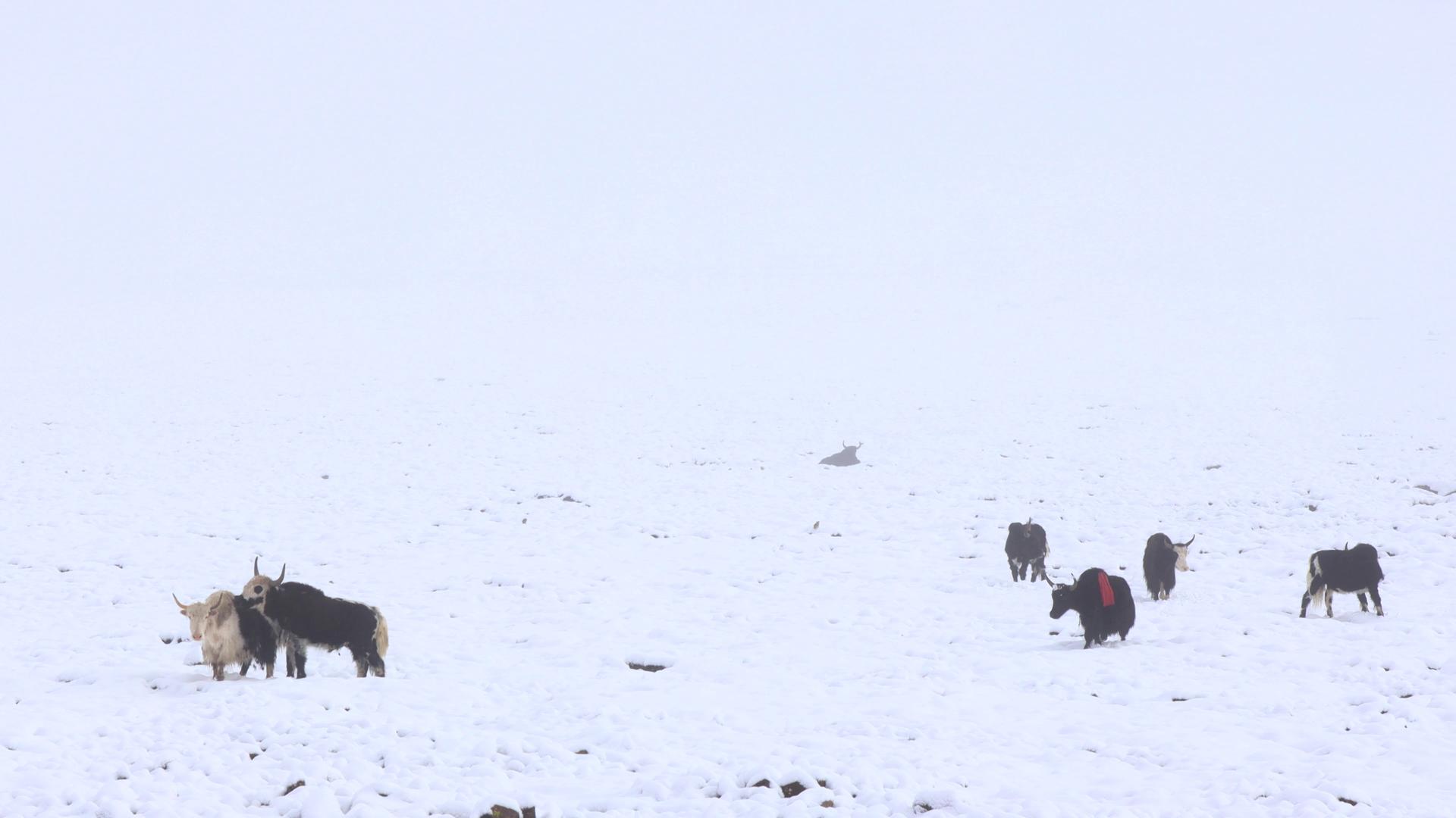 西藏高原雪地中的藏牦牛实拍视频视频的预览图