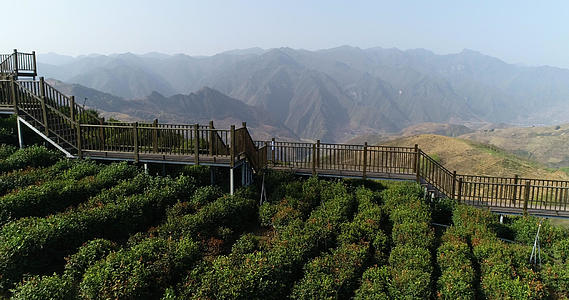 中国最北端高山茶园航拍视频的预览图