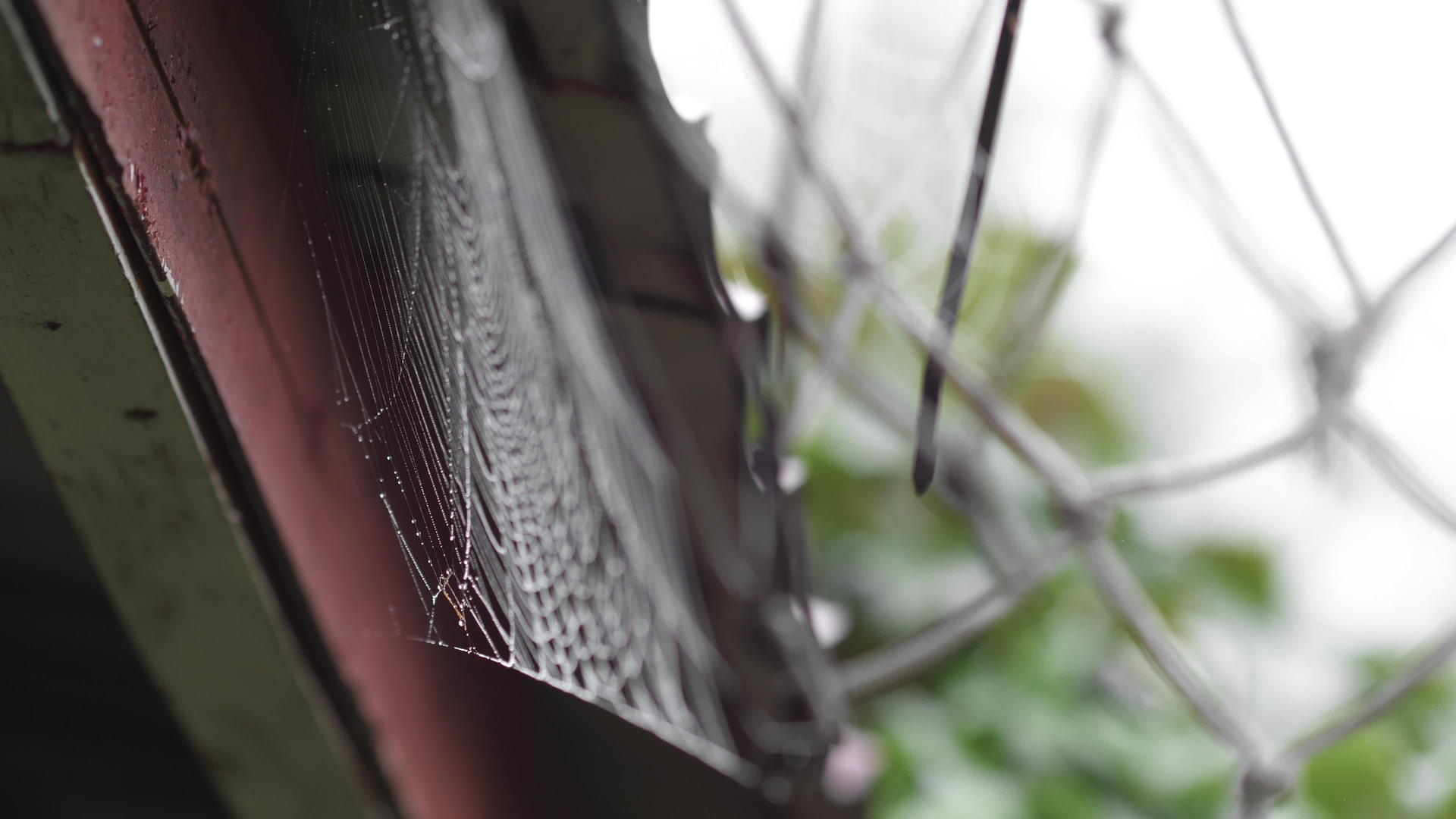 蜘蛛网线上的湿度视频的预览图