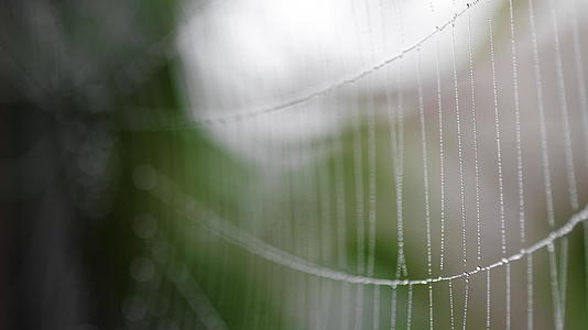 蜘蛛网线上的湿度视频的预览图
