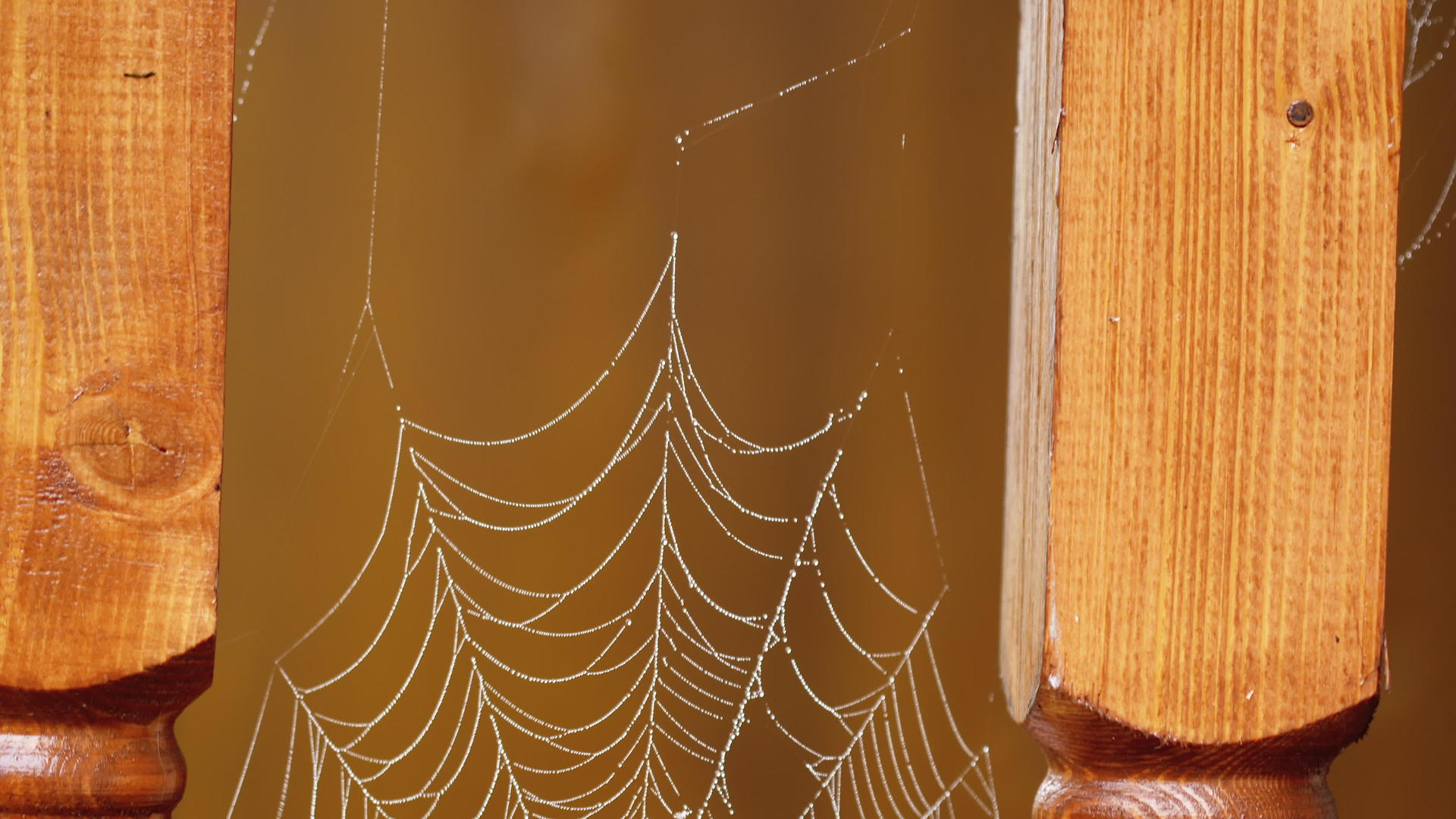 蜘蛛网在温和的风中颤抖视频的预览图