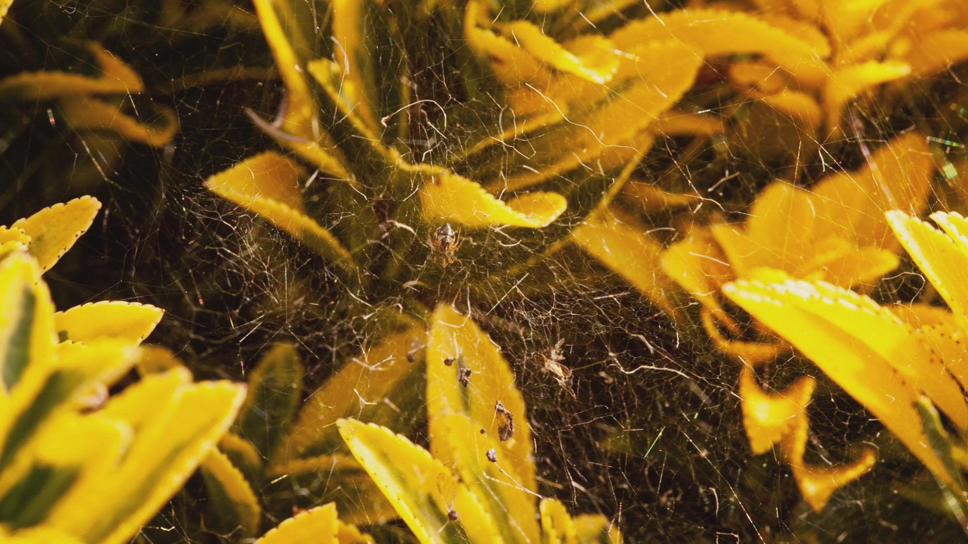 蜘蛛蜘蛛网在叶子中间视频的预览图