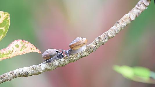 蜗牛是一种无脊椎动物野生动物视频的预览图