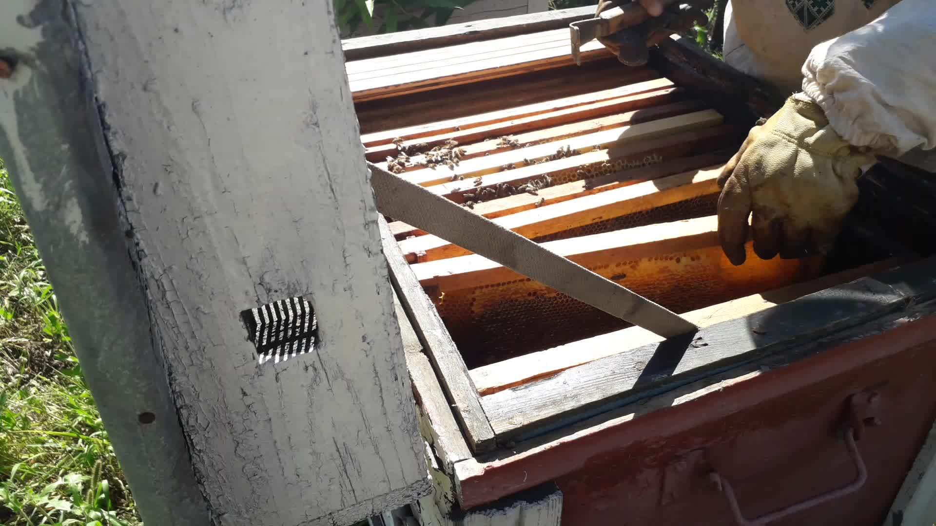 蜂巢中的蜂巢视频的预览图