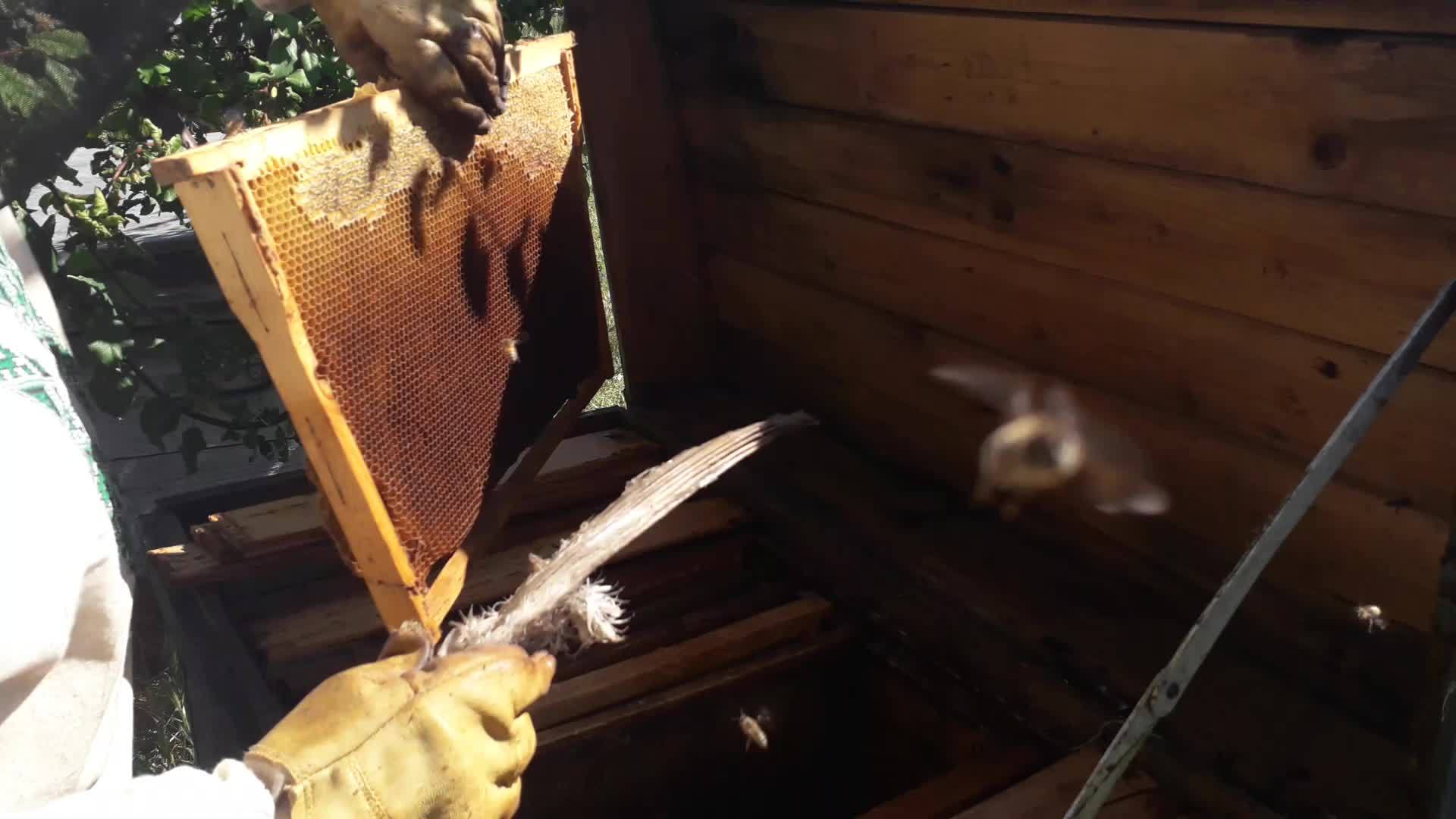 蜂巢中的蜂巢视频的预览图
