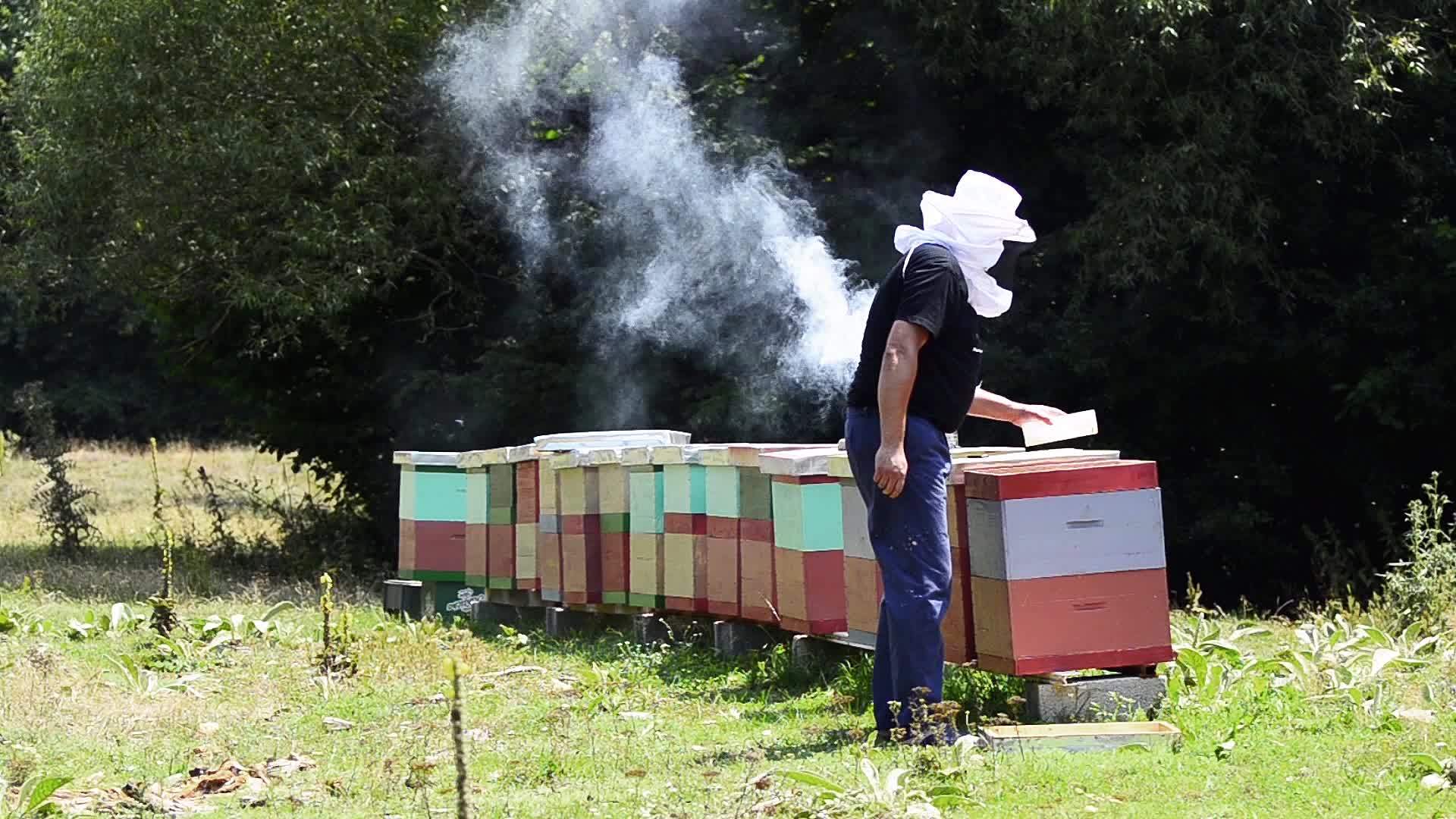 在从蜂窝中提取蜂蜜之前蜜蜂管理员检查蜜蜂蜂窝视频的预览图