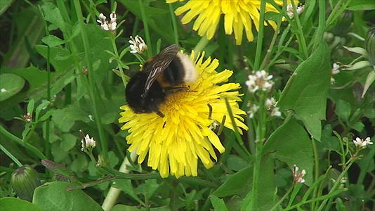 蜜蜂坐在花朵上视频的预览图