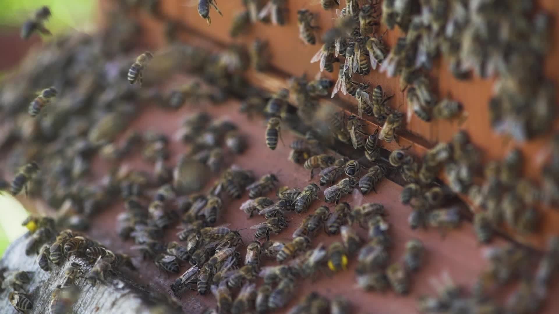 蜜蜂进入蜂巢生产有机蜂视频的预览图