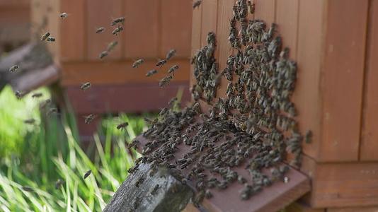 蜜蜂在养蜂和养蜂房工作视频的预览图