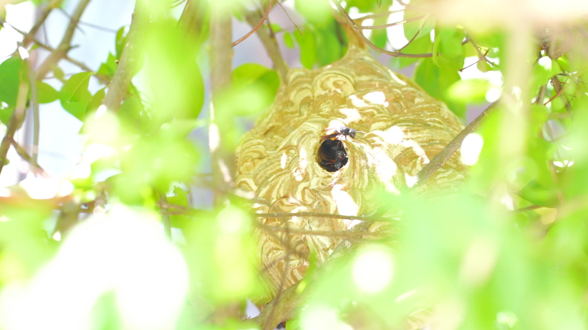 巨型黄蜂巢视频的预览图
