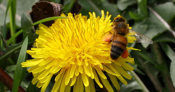 双环蜜蜂视频的预览图