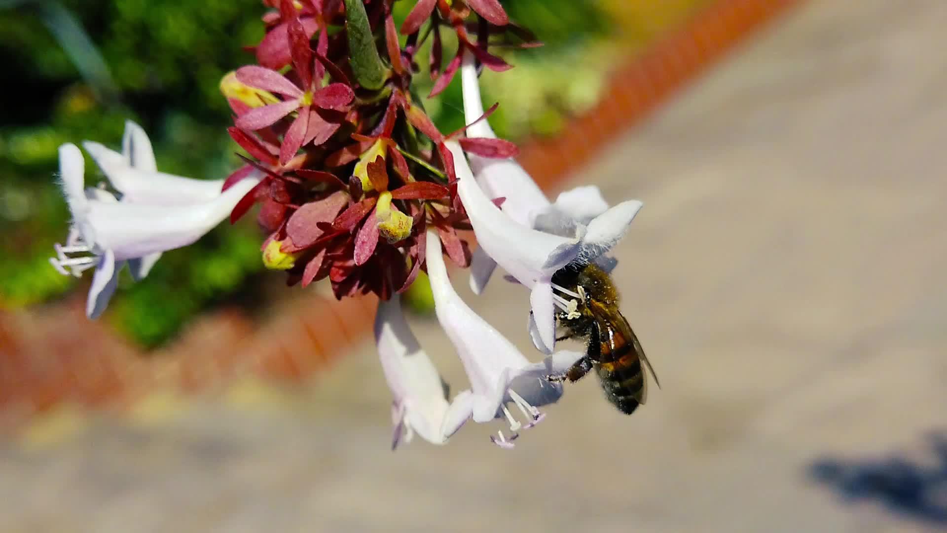 蜂蜜在贝利亚花朵04上慢慢移动视频的预览图