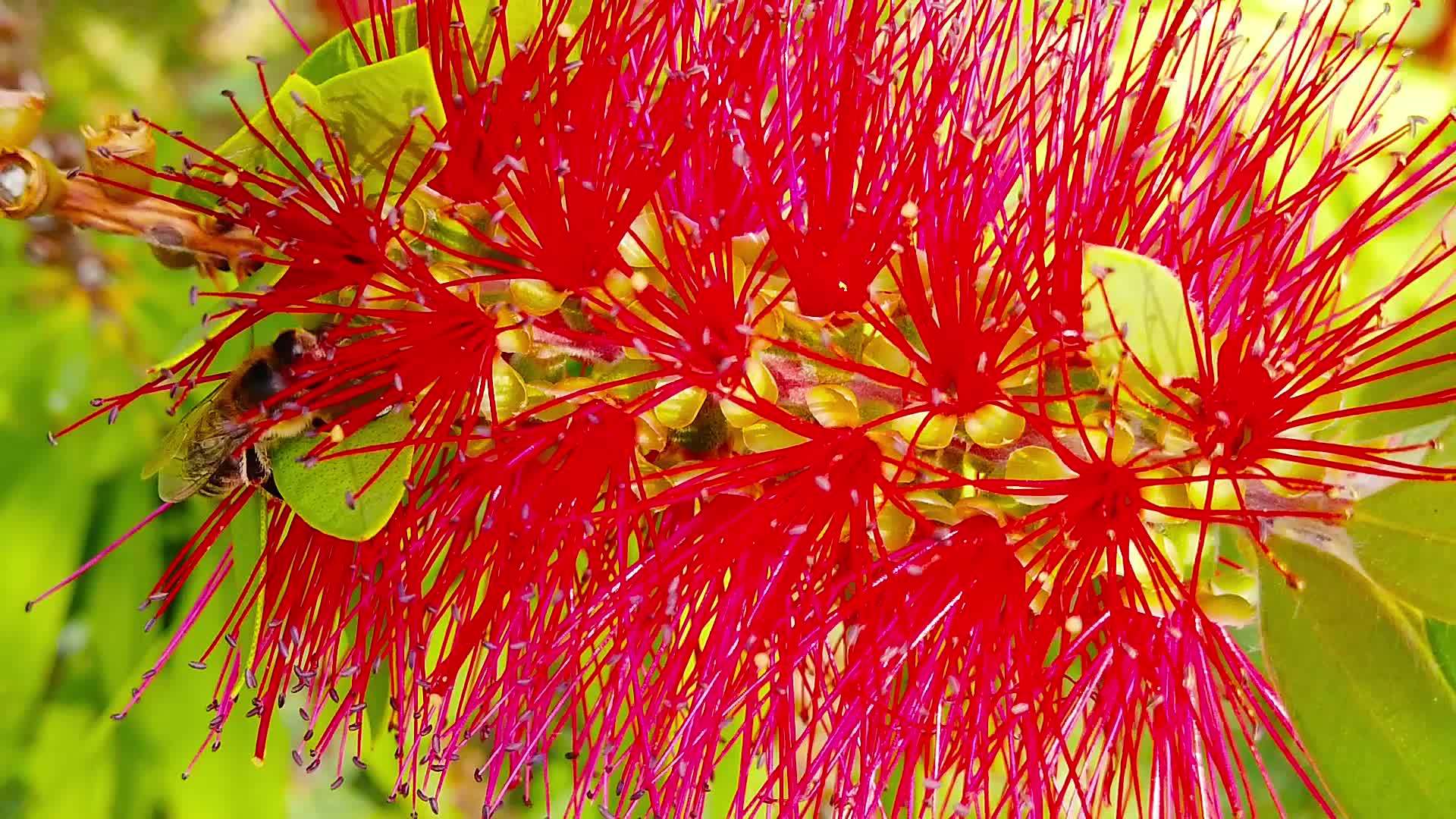 红色刷花蜂蜜06慢动作视频的预览图