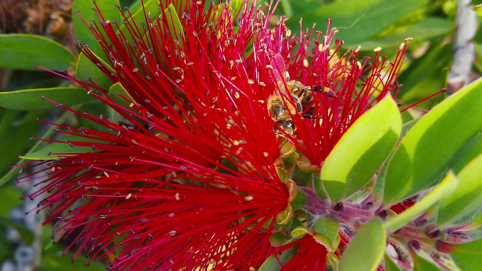 红色圆笔花11上的蜜蜂慢动作视频的预览图