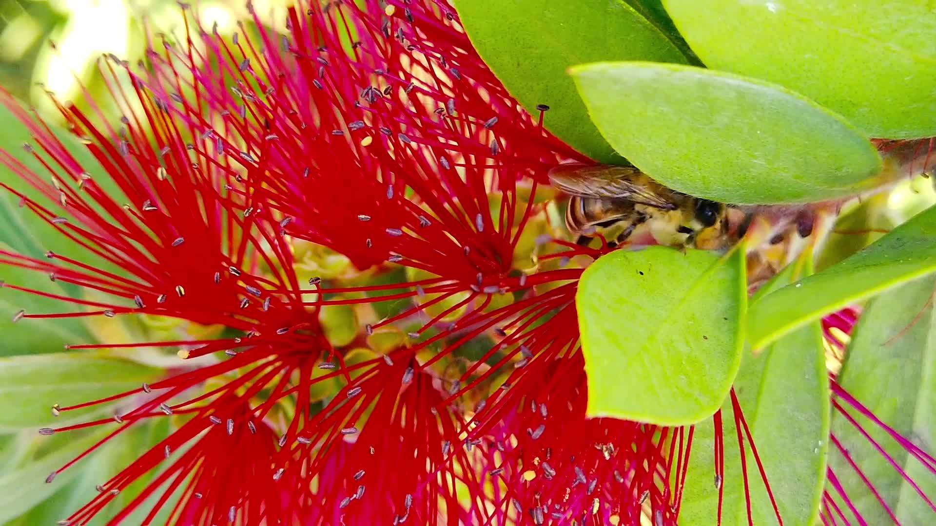 红圆笔花10上的蜜蜂慢慢移动视频的预览图