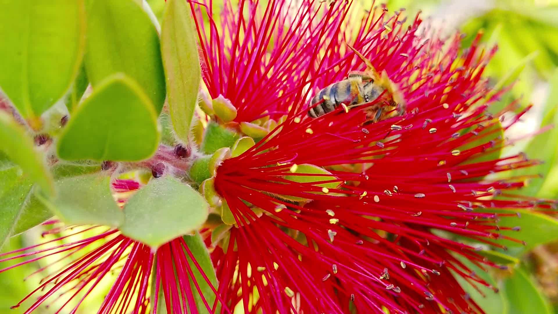 蜜蜂圆笔花13上的蜜蜂慢动作视频的预览图