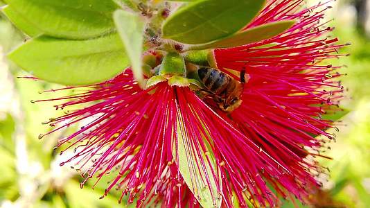 蜜蜂在15朵红色圆笔花上慢慢移动视频的预览图