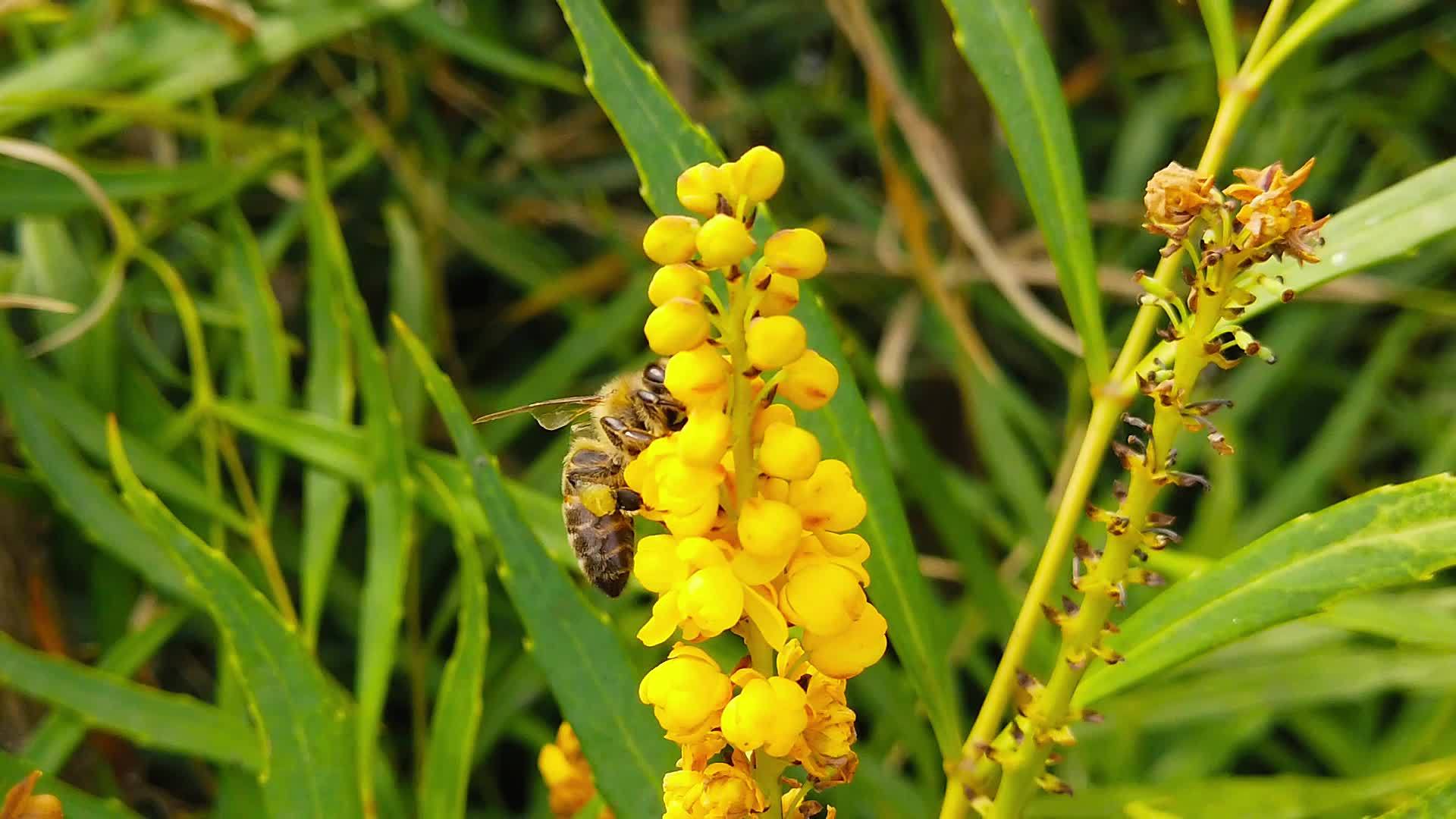 在柔软的爱抚中甜蜜蜜蜂爱抚玛霍尼亚花13慢动作视频的预览图