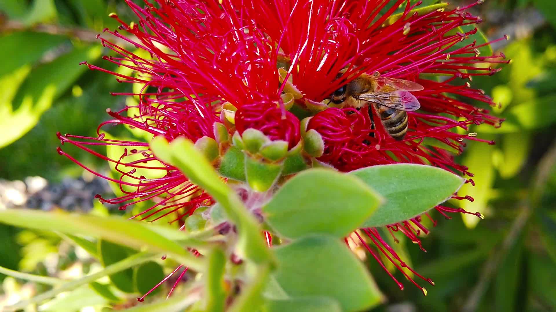 红丝刷12的蜜蜂慢动作视频的预览图