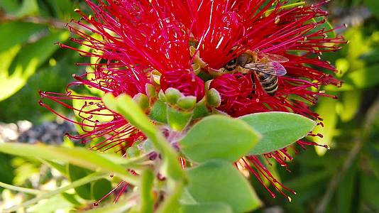 红丝刷12的蜜蜂慢动作视频的预览图