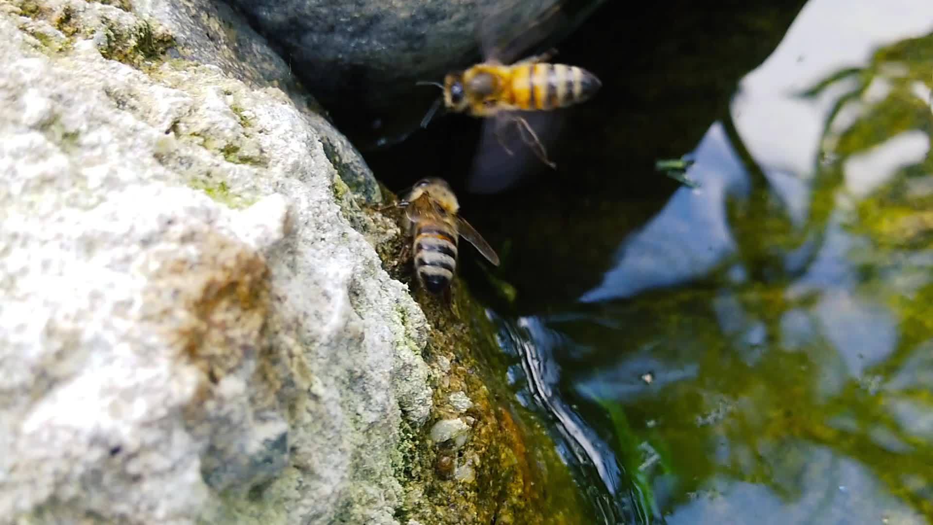 蜜蜂在1号池塘里慢慢地移动视频的预览图