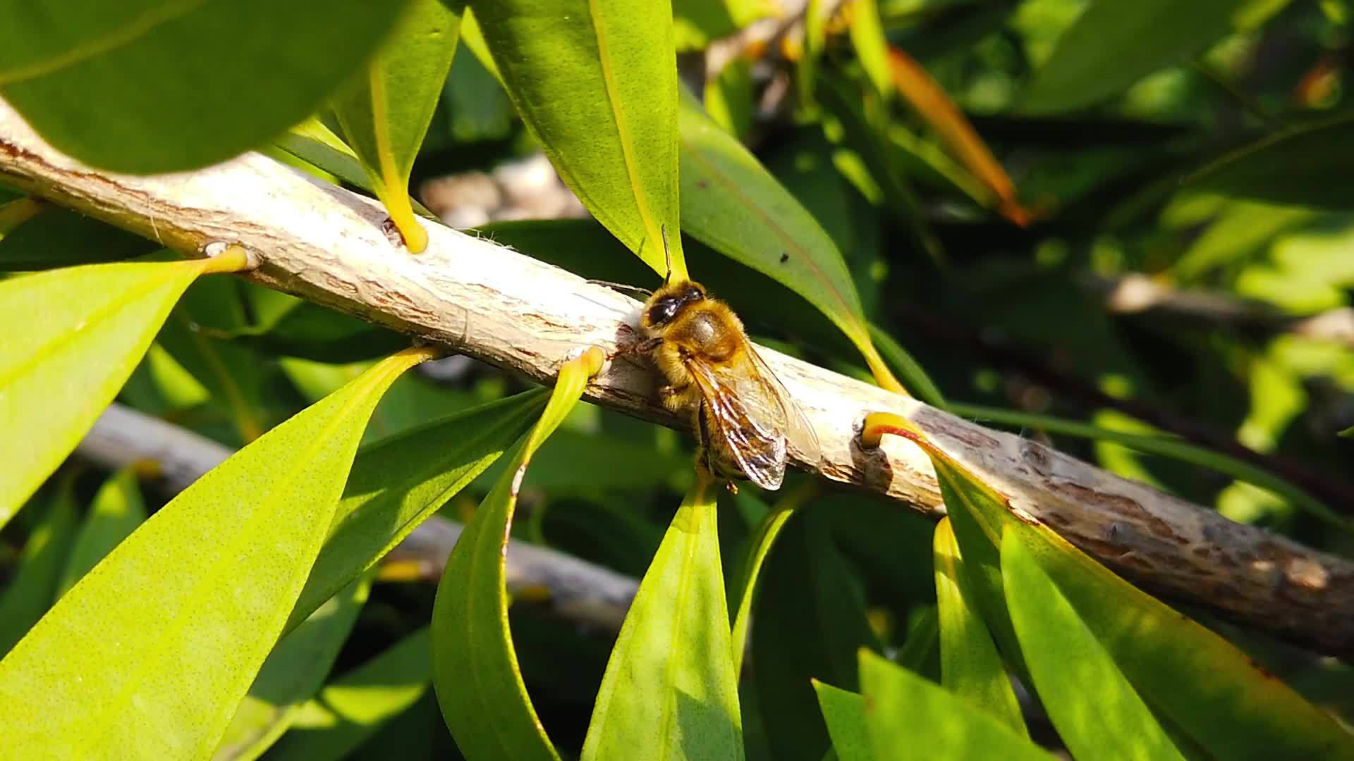 蜂蜜在瓶刷树枝上慢慢移动视频的预览图