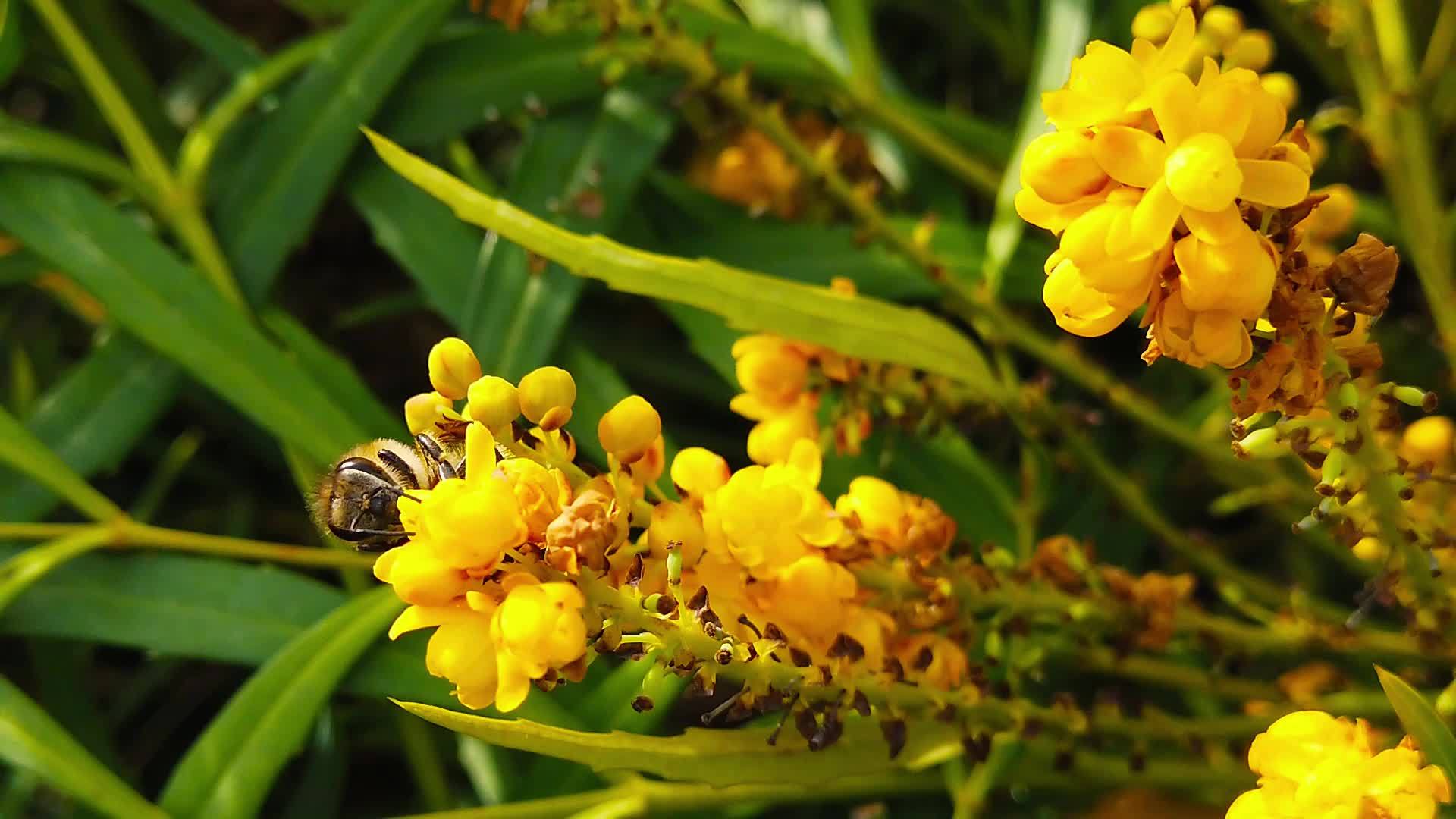 蜜蜂在马霍尼亚花10慢动作的柔软爱抚视频的预览图
