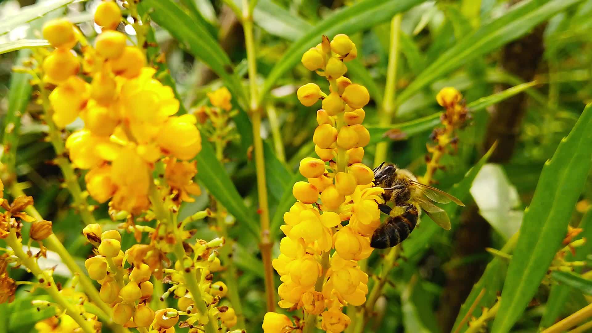 蜜蜂在马霍尼亚花朵05慢动作的柔软爱抚视频的预览图