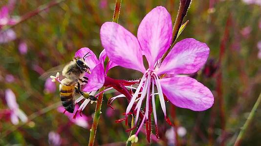 蜜蜂在粉红色的头发上慢动作02视频的预览图