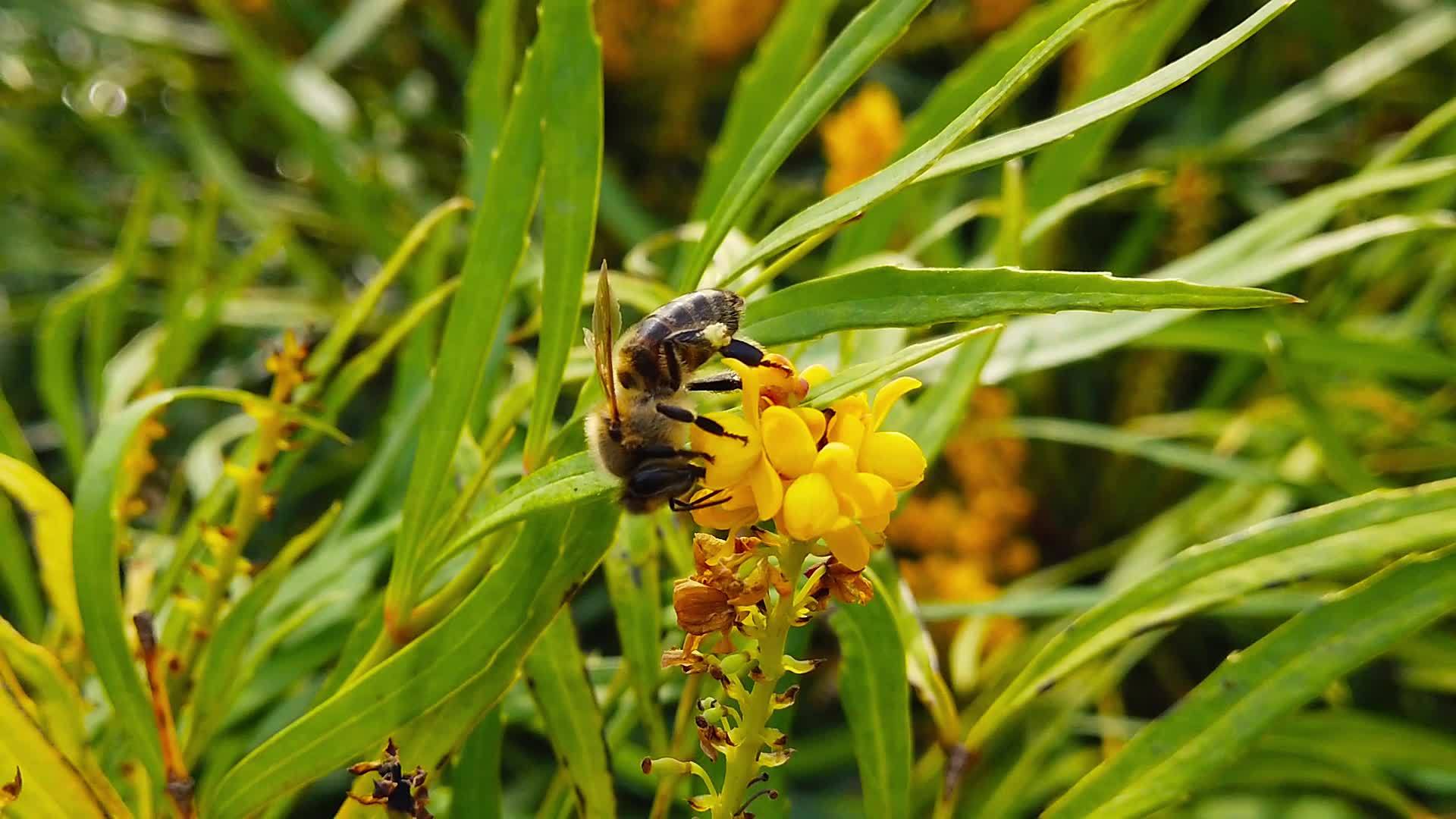 蜜蜂在马霍尼亚花朵01慢动作的柔软爱抚视频的预览图