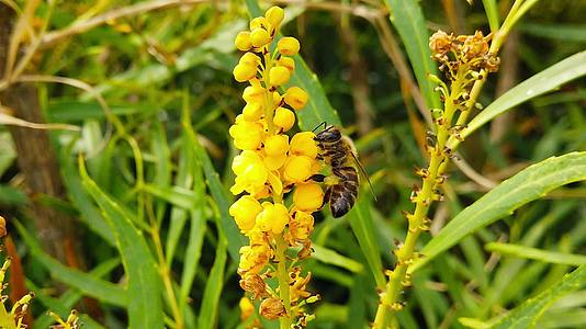 蜜蜂在柔软的爱抚中慢动作玛霍尼亚花11视频的预览图