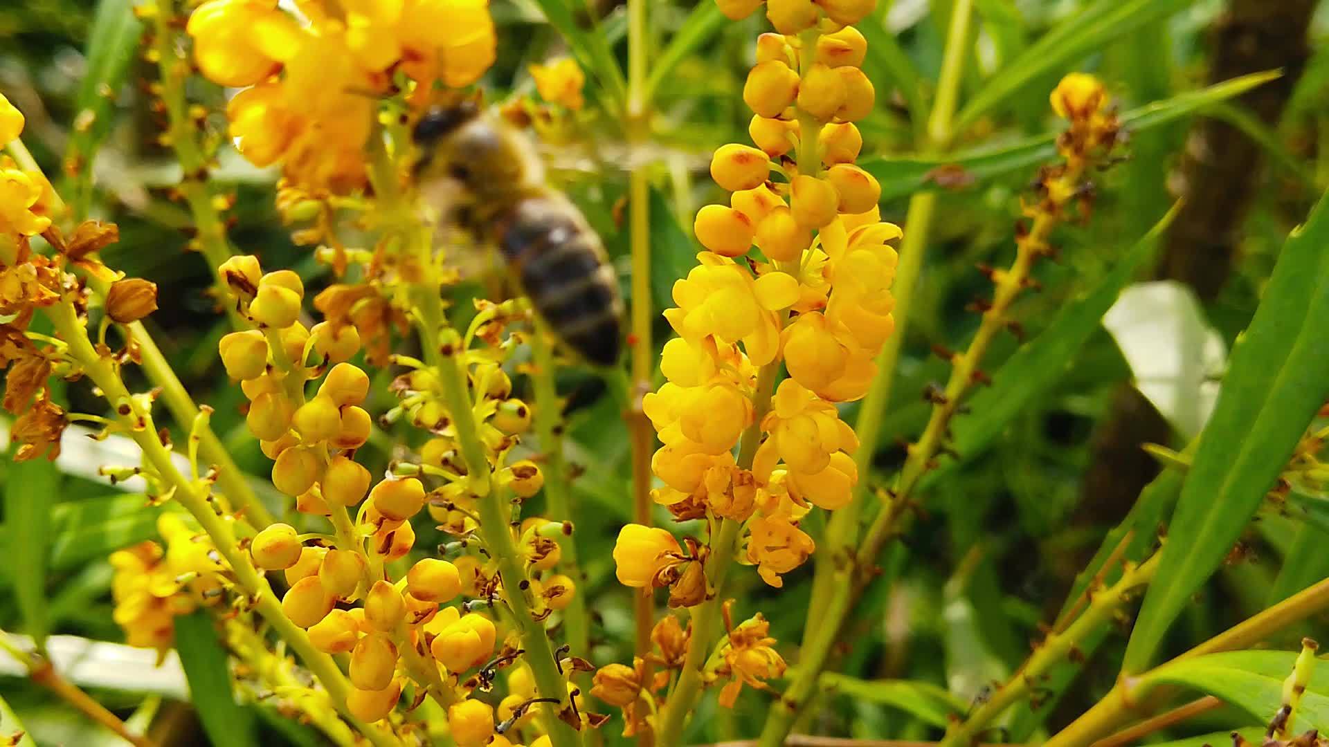 蜜蜂在马霍尼亚花朵06慢动作的柔软爱抚视频的预览图