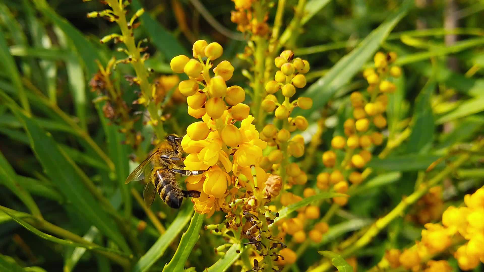 蜜蜂在马霍尼亚花朵07慢动作的柔软爱抚视频的预览图