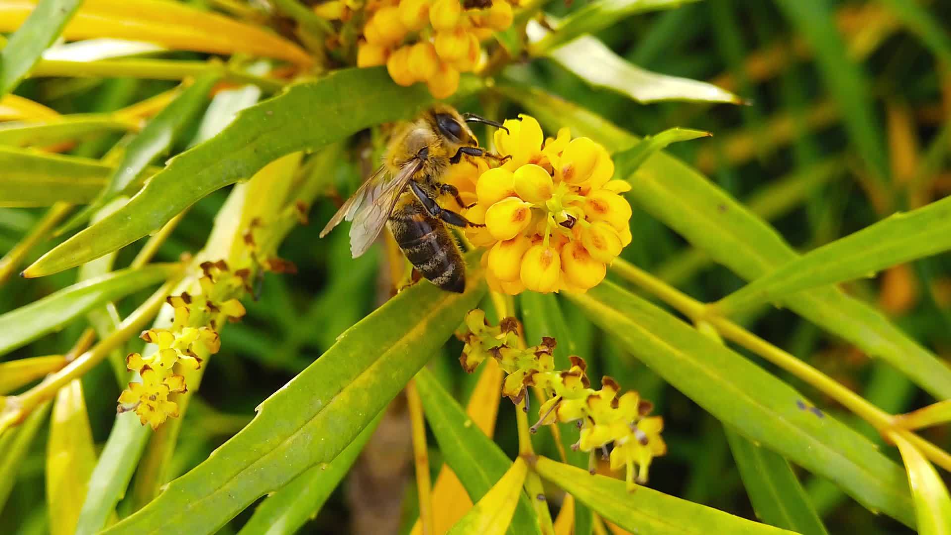 在柔软的爱抚下蜜蜂在马霍尼亚花朵02慢动作视频的预览图