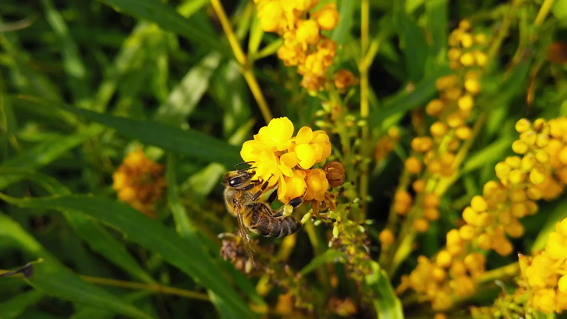 在柔软的爱抚中蜜蜂在马霍尼亚花朵09慢动作视频的预览图