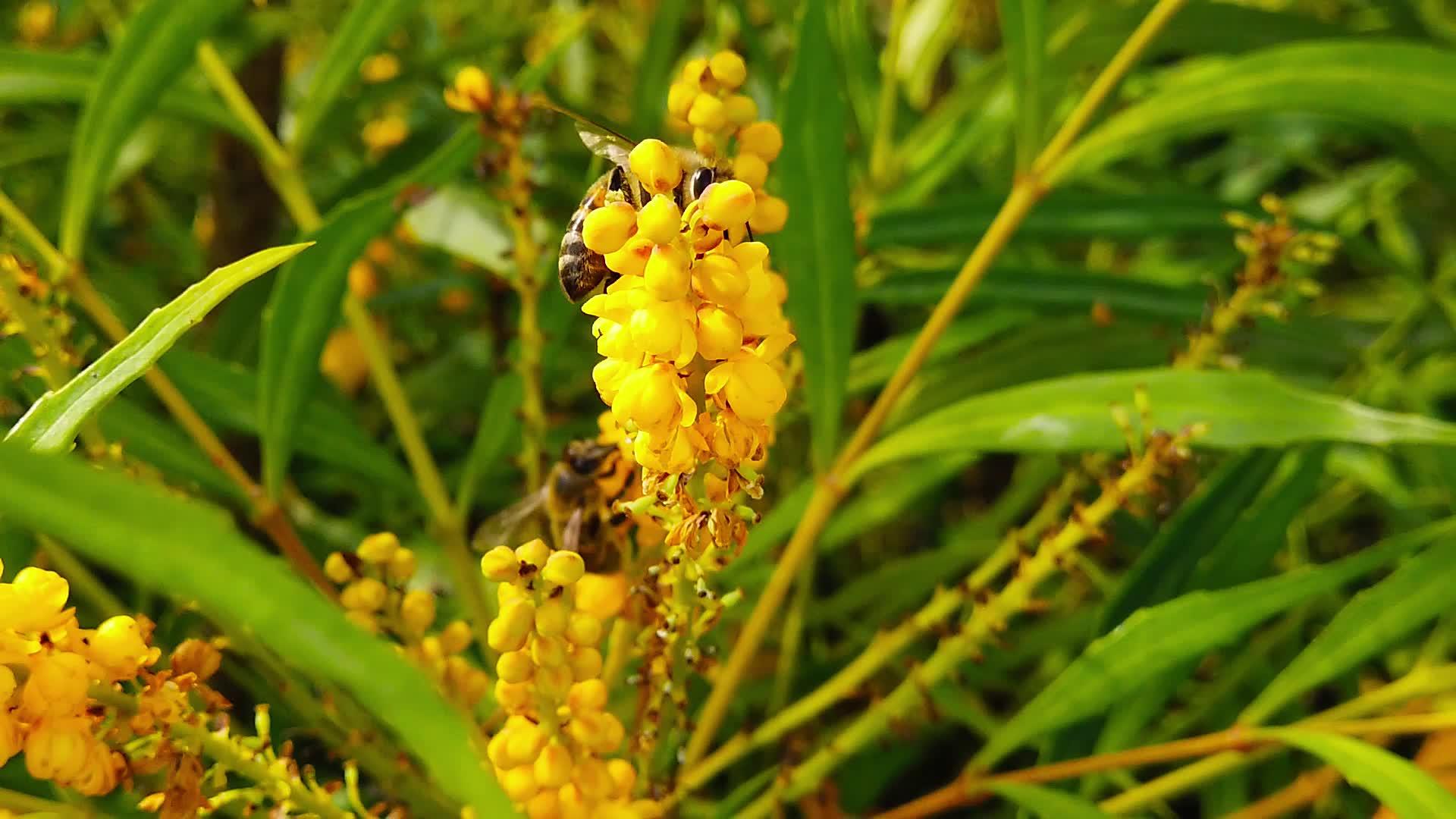 蜜蜂在马霍尼亚花朵04慢动作的柔软爱抚视频的预览图