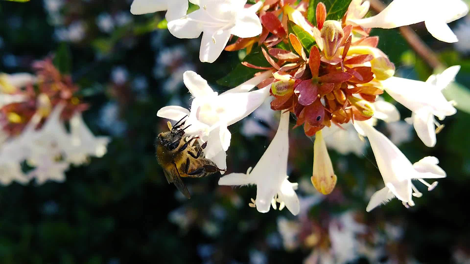 蜂蜜花上的蜂蜜05慢动作视频的预览图