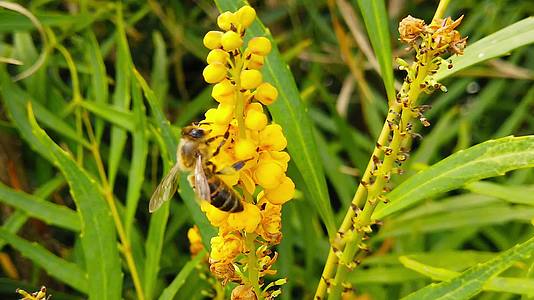 蜜蜂在马霍尼亚花12慢动作的柔软爱抚视频的预览图