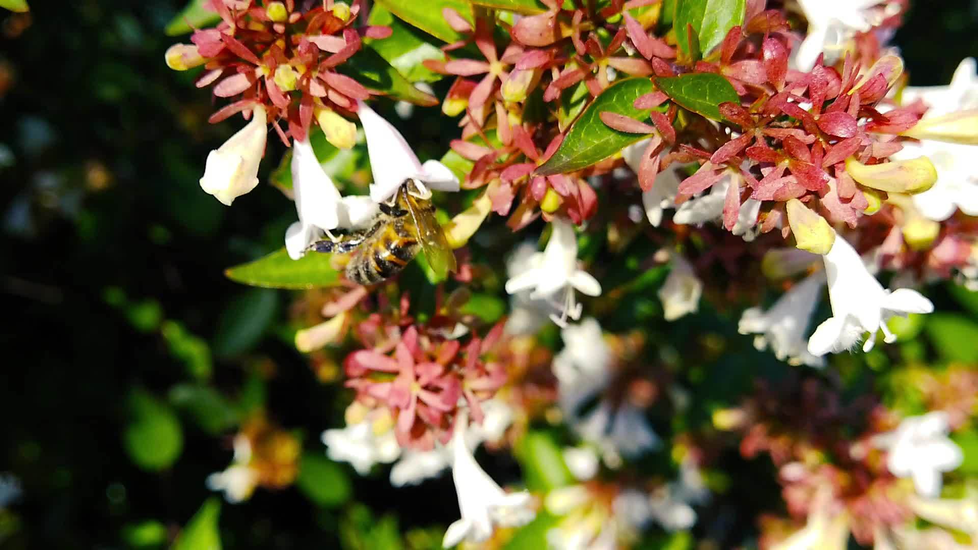 蜂蜜在贝利亚花上慢慢移动视频的预览图