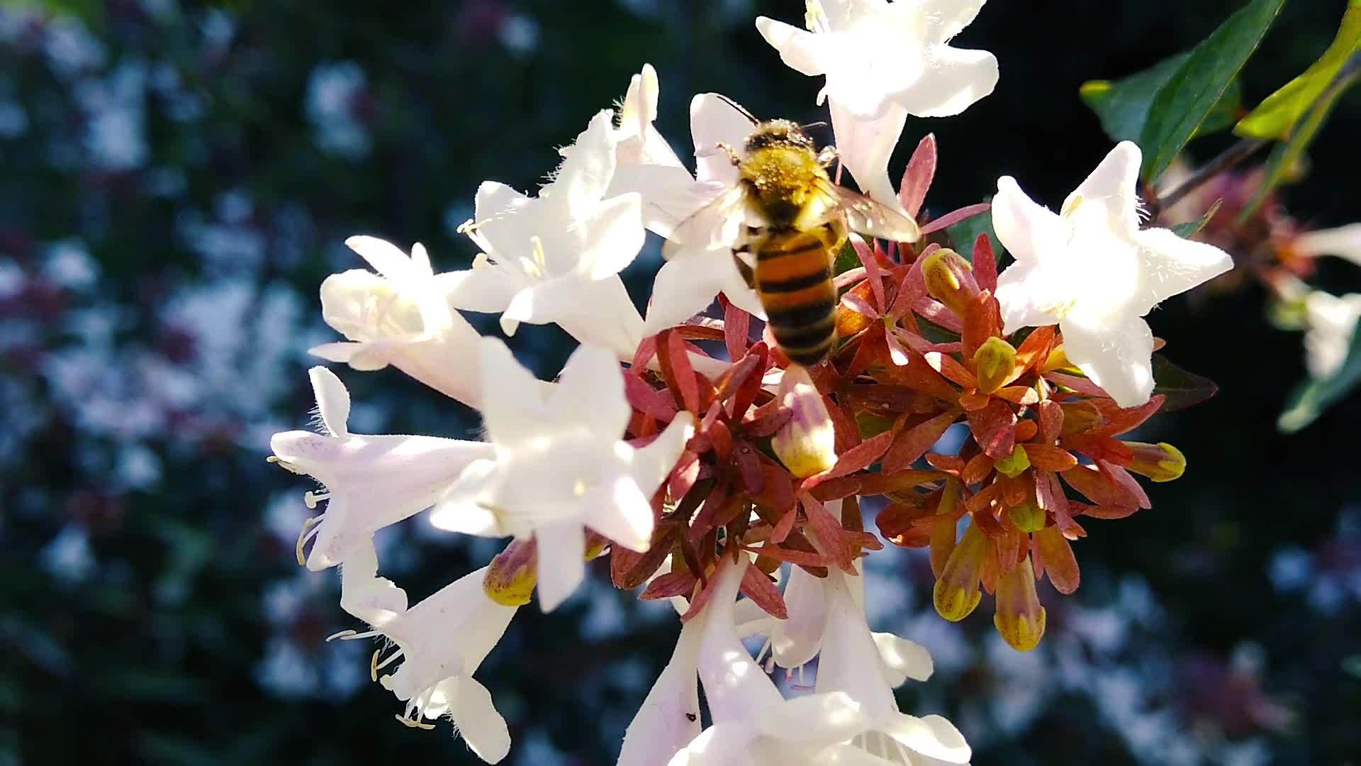 蜂蜜在贝利亚花上的蜂蜜06慢动作视频的预览图